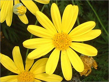 [IvXf[W[(Euryops daisy)