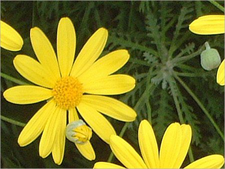 ���[���I�v�X�f�[�W�[(Euryops daisy)