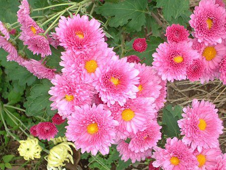 キク 菊 かぎけんweb