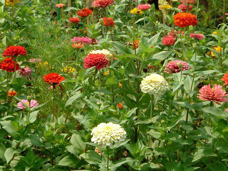 WjA(Zinnia)