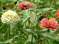 WjA(Zinnia)