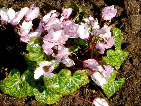 VN(Cyclamen)