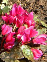 VN(Cyclamen)