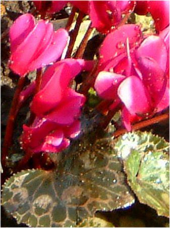 VN(Cyclamen)