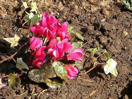 VN(Cyclamen)
