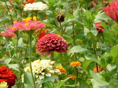 WjA(Zinnia)