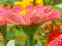 �W�j�A(Zinnia)