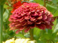 WjA(Zinnia)