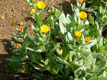 フユシラズ 冬知らず かぎけんweb Calendula カレンデュラ