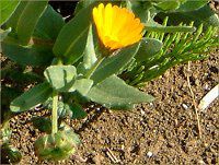 Calendula(Jf)