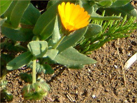 フユシラズ 冬知らず かぎけんweb Calendula カレンデュラ