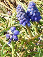 XJ(Muscari)
