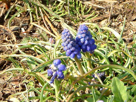 XJ(Muscari)