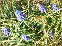 XJ(Muscari)