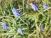 ���X�J��(Muscari)