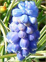 XJ(Muscari)