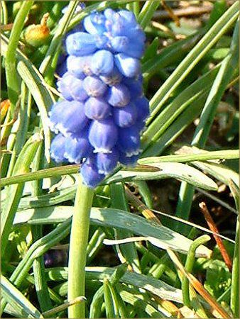 XJ(Muscari)