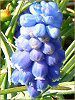 ���X�J��(Muscari)