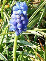XJ(Muscari)