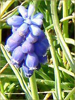 XJ(Muscari)
