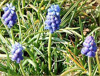 XJ(Muscari)
