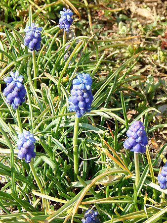 XJ(Muscari)