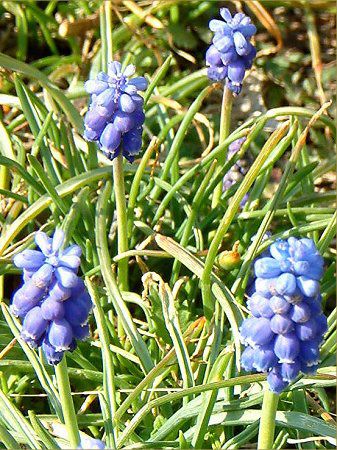 XJ(Muscari)