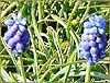 ���X�J��(Muscari)
