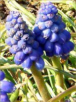 XJ(Muscari)