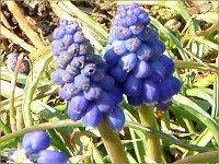 XJ(Muscari)