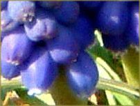 XJ(Muscari)