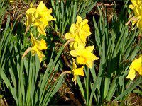 3月の花#9(2004年)