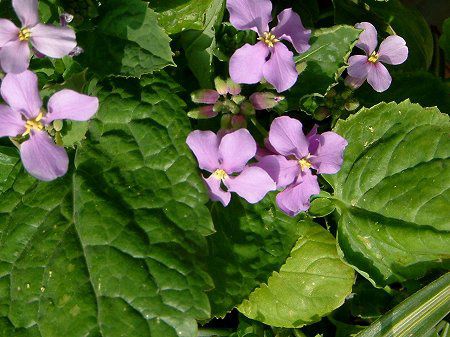 ムラサキハナナ 紫花菜 かぎけんweb