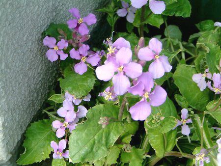 ムラサキハナナ 紫花菜 かぎけんweb