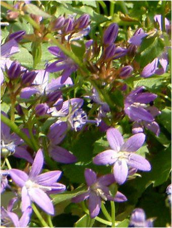 カンパニュラ ポシャルスキャナ Campanula Posharskyana かぎけんweb