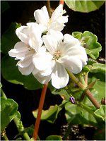 ACr[[jE(Ivy geranium)