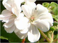 ACr[[jEiIvy geraniumj