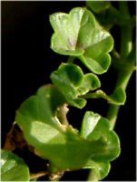 ACr[[jEiIvy geraniumj