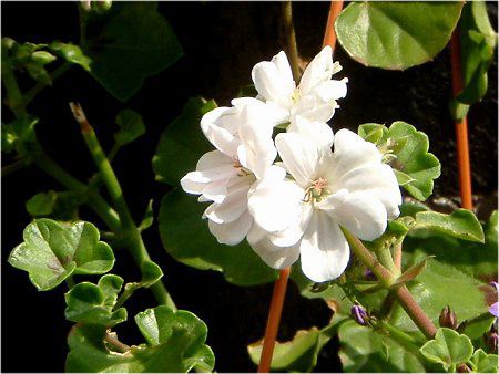ACrBE[jE(Ivy geranium)
