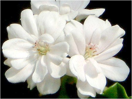 ACrBE[jE(Ivy geranium)