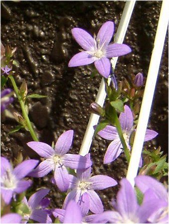 カンパニュラ ポシャルスキャナ Campanula Posharskyana かぎけんweb