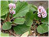xQjA(Bergenia)