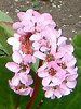 xQjA(Bergenia)
