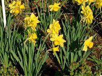 3月の花#9(2004年)