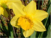 3月の花#9(2004年)