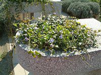 3月の花#9(2004年)