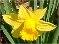 3月の花#9(2004年)