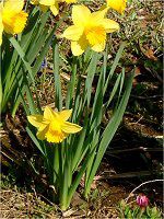 3月の花#9(2004年)