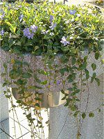 3月の花#9(2004年)