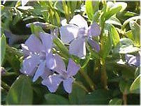 3月の花#9(2004年)